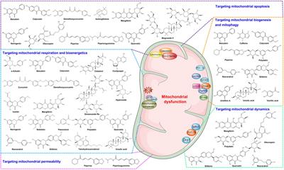 Mitochondrial dysfunction-targeting therapeutics of natural products in Parkinson’s disease